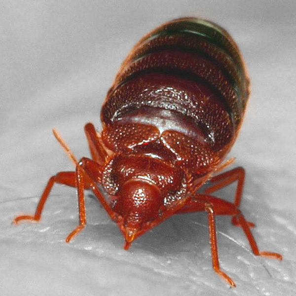 Bedbugs