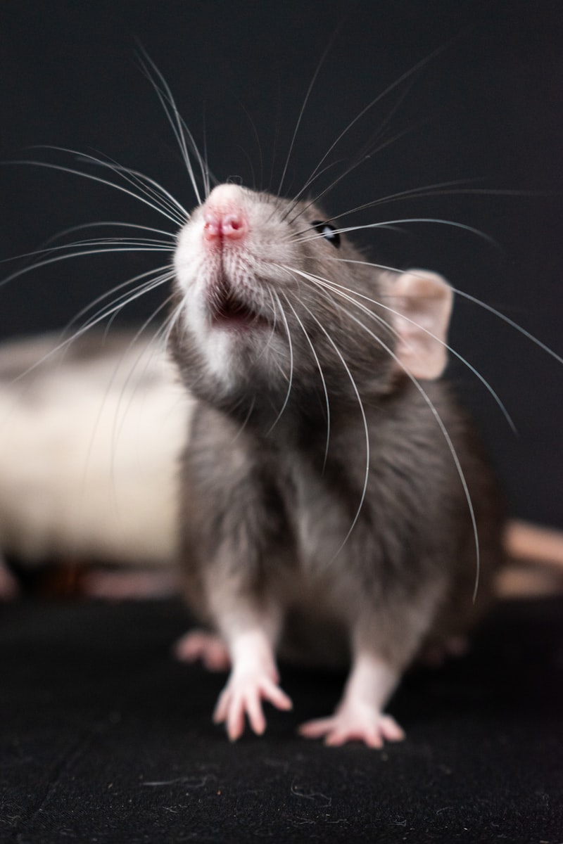 Black Rat