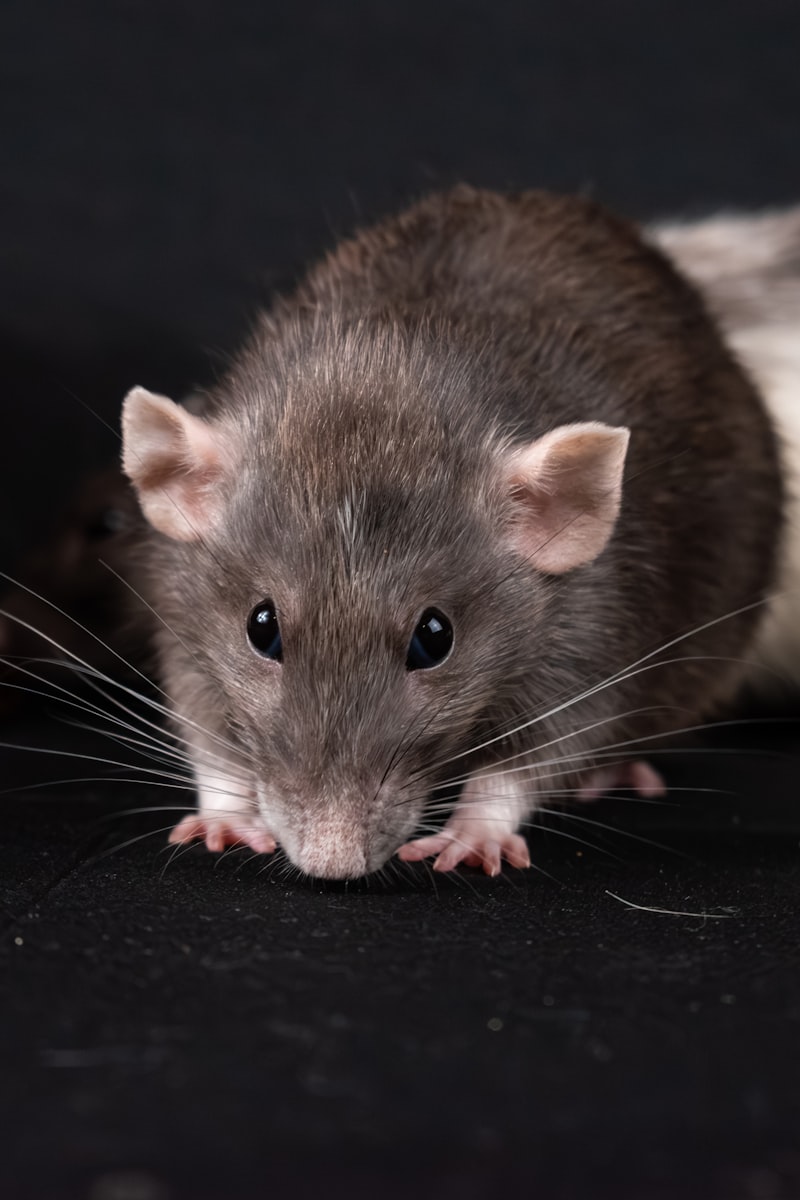 Rodent Control — professional service