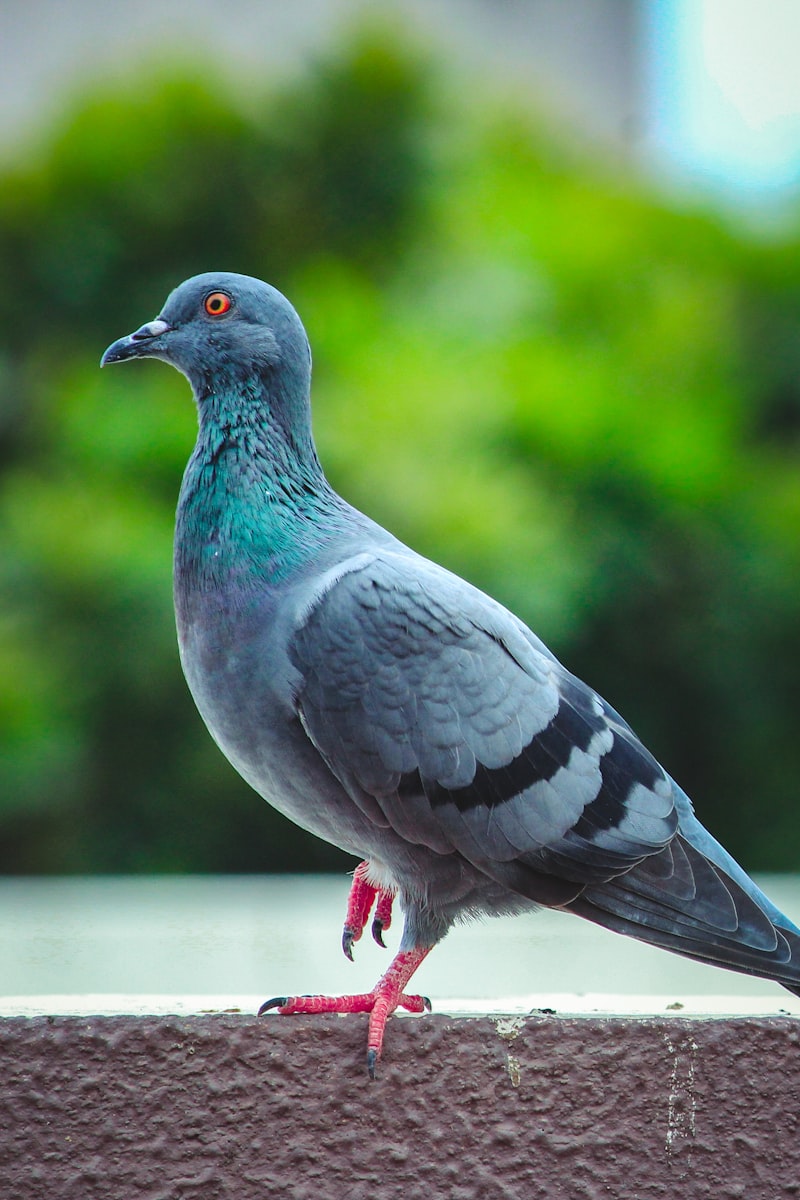 Bird Control — professional service