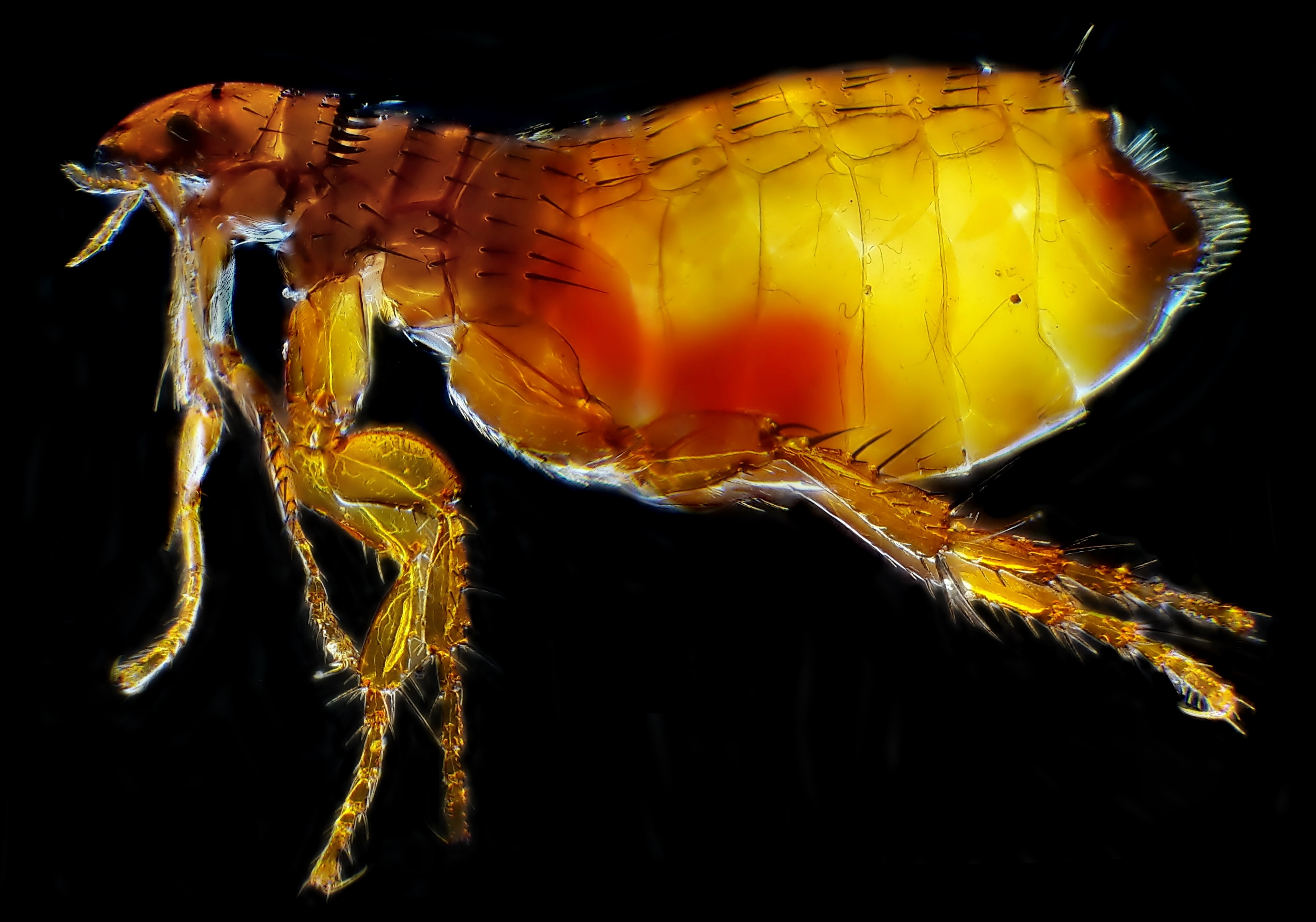 Fleas