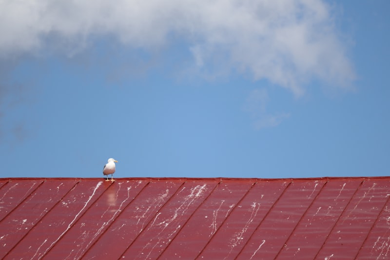 Herring Gull