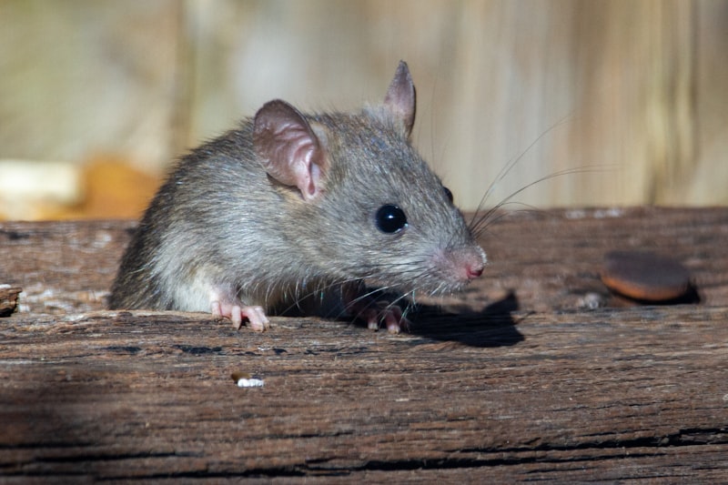 House Mouse