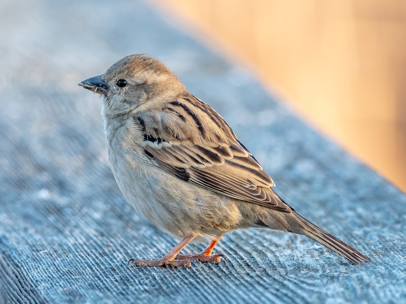House Sparrow