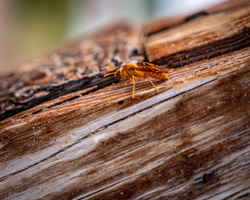 Insect Treatment — professional service
