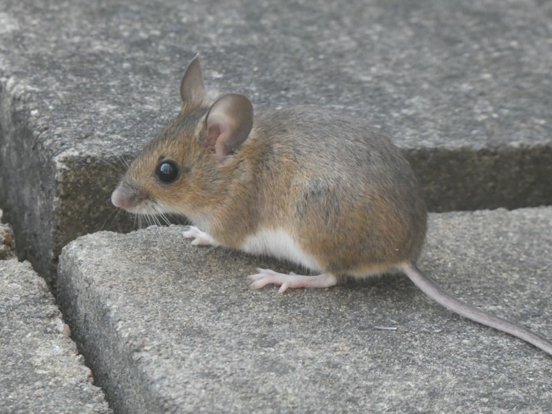Wood Mouse