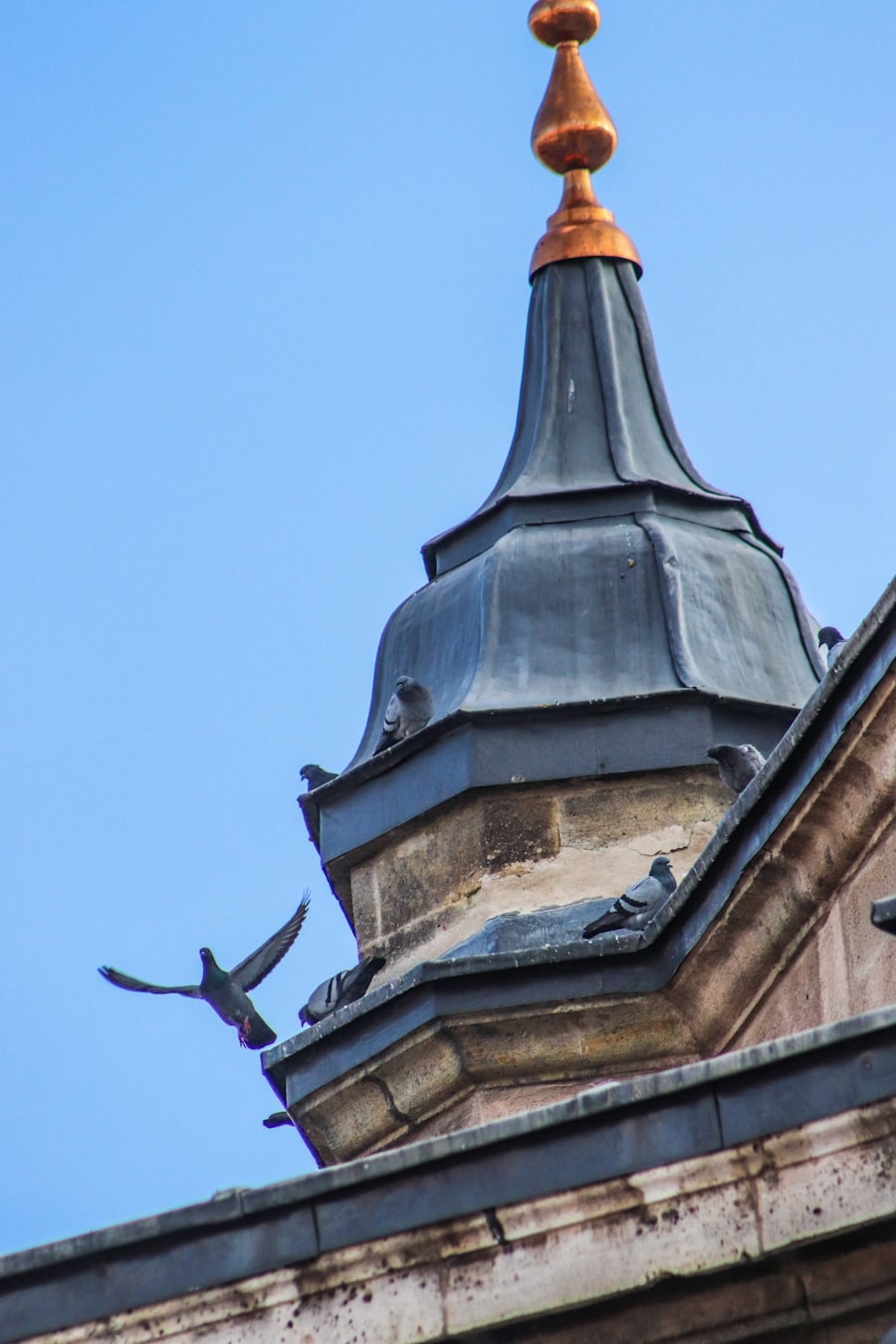 Bird Control